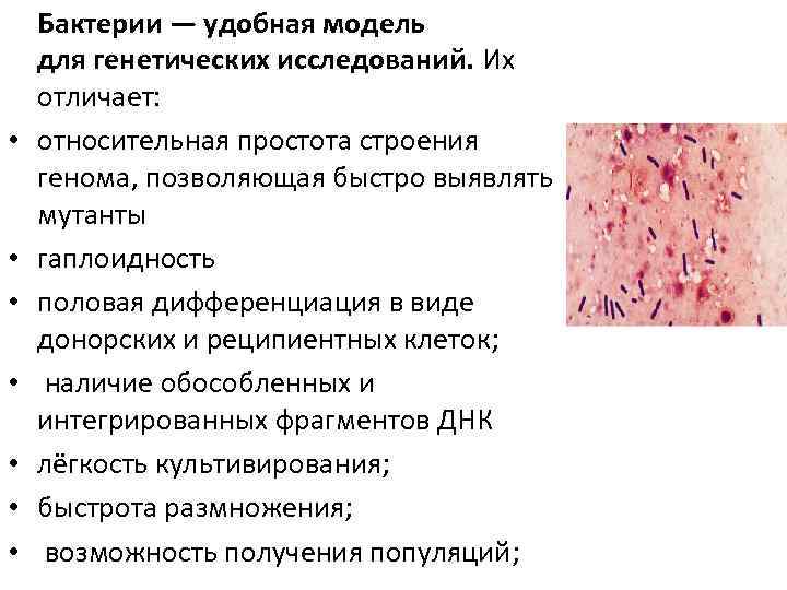  • • Бактерии — удобная модель для генетических исследований. Их отличает: относительная простота