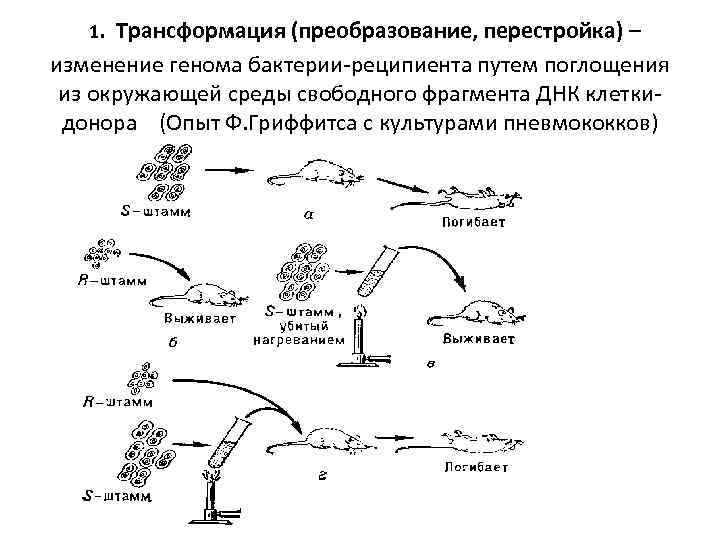  1. Трансформация (преобразование, перестройка) – изменение генома бактерии-реципиента путем поглощения из окружающей среды