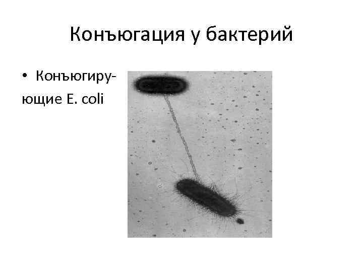 Конъюгация у бактерий • Конъюгирующие E. coli 