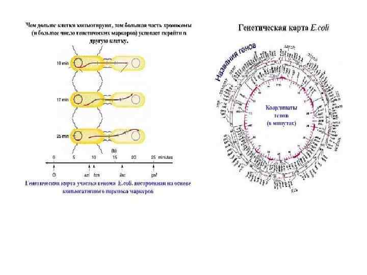 Генетическая карта e coli