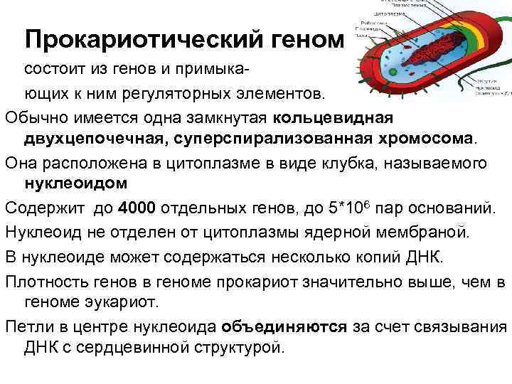  Прокариотический геном состоит из генов и примыкающих к ним регуляторных элементов. Обычно имеется