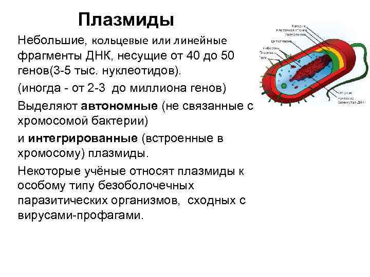 Примеры плазмид. Плазмида бактерий. Строение плазмиды. Вирусы и плазмиды. Строение плазмид.