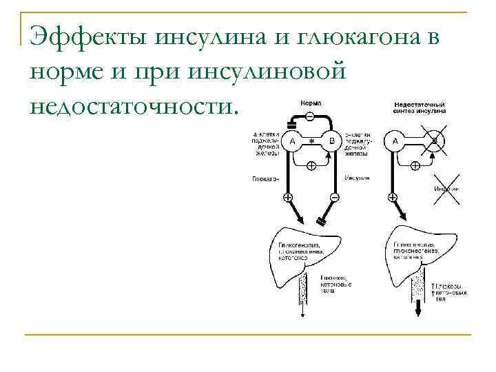 Эффекты инсулина и глюкагона в норме и при инсулиновой недостаточности. 