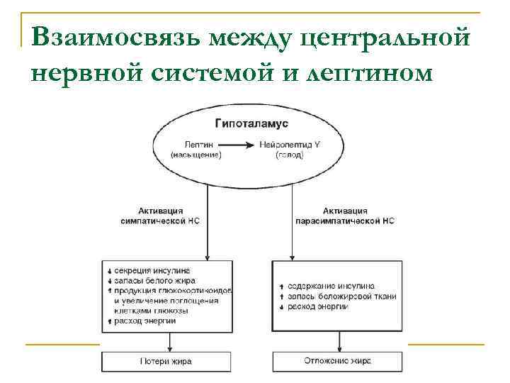 Взаимосвязь между центральной нервной системой и лептином 