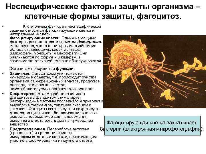 Неспецифические факторы защиты организма – клеточные формы защиты, фагоцитоз. • • К клеточным факторам