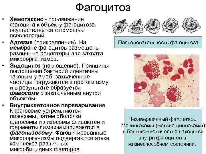 Схема фагоцитоза иммунология