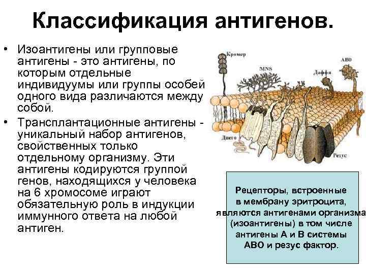 Классификация антигенов. • Изоантигены или групповые антигены - это антигены, по которым отдельные индивидуумы