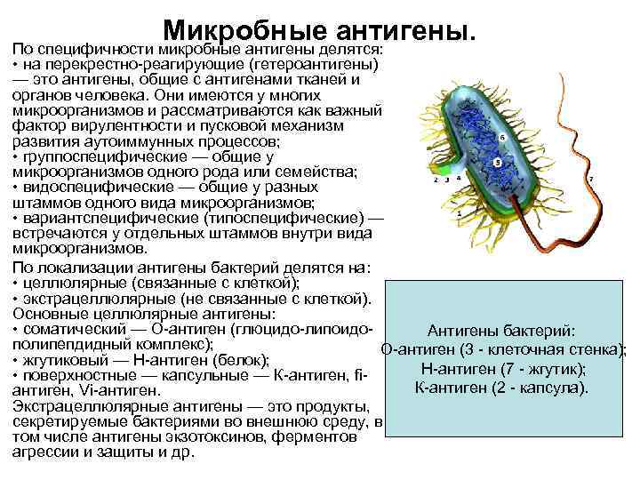 Микробного антагонизма схема