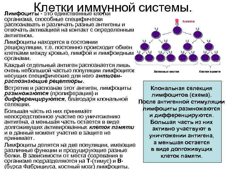 Клетки иммунной системы. Лимфоциты - это единственные клетки организма, способные специфически распознавать и различать