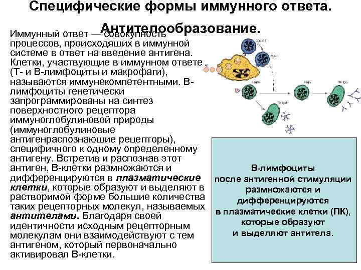 Схема иммуного ответа