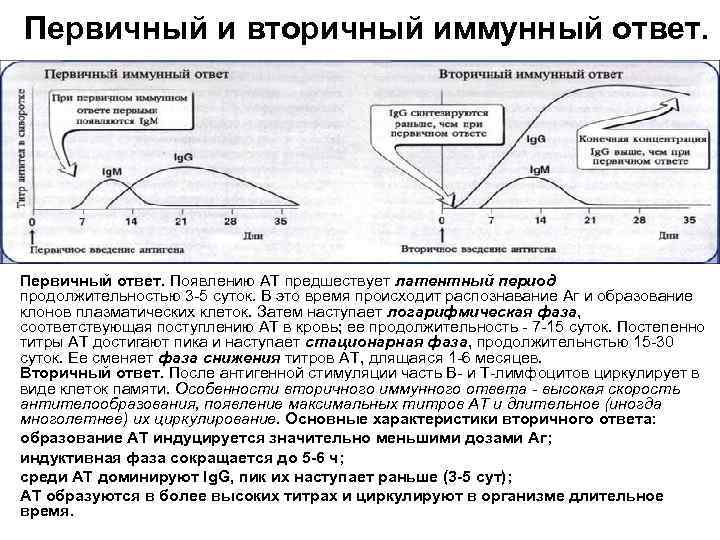 Первичный и вторичный иммунный ответ. Первичный ответ. Появлению АТ предшествует латентный период продолжительностью 3