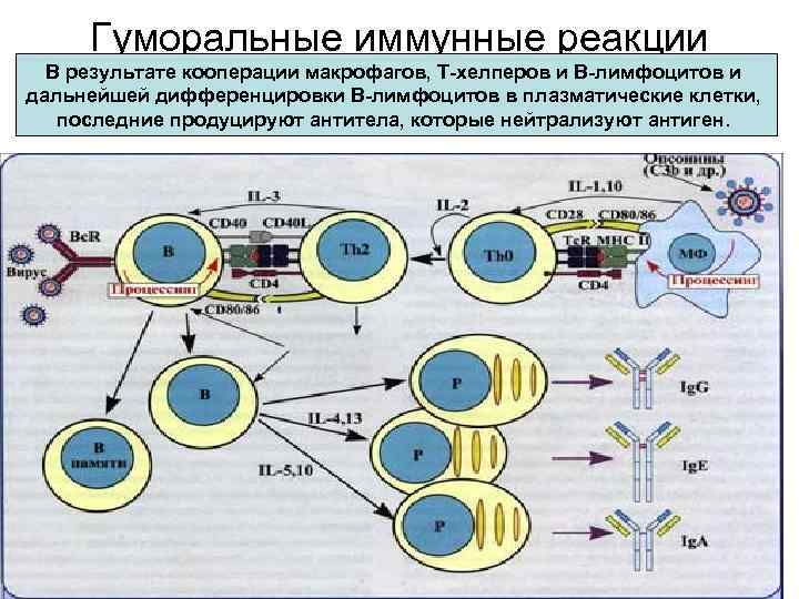 Гуморальные иммунные реакции В результате кооперации макрофагов, Т-хелперов и В-лимфоцитов и дальнейшей дифференцировки В-лимфоцитов