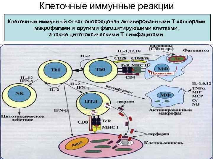 Клеточные иммунные реакции Клеточный иммунный ответ опосредован активированными Т-хелперами макрофагами и другими фагоцитирующими клетками,