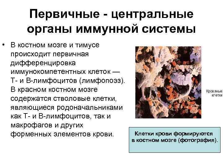 Первичные - центральные органы иммунной системы • В костном мозге и тимусе происходит первичная