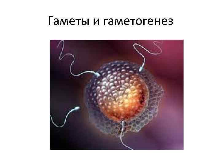 Гаметы и гаметогенез 