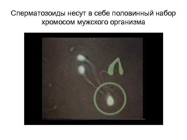 Сперматозоиды несут в себе половинный набор хромосом мужского организма 