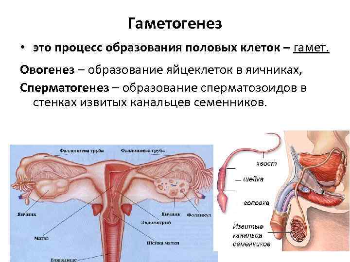 Гаметогенез • это процесс образования половых клеток – гамет. Овогенез – образование яйцеклеток в