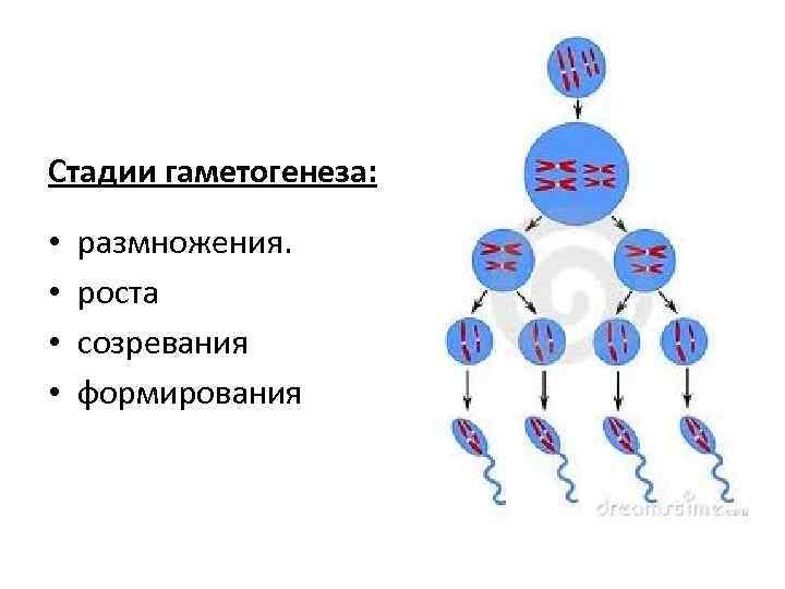 Признаки гаметогенеза