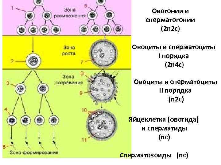 Овогонии и сперматогонии (2 n 2 c) Овоциты и сперматоциты I порядка (2 n