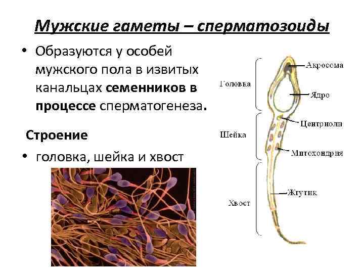 Мужские гаметы – сперматозоиды • Образуются у особей мужского пола в извитых канальцах семенников