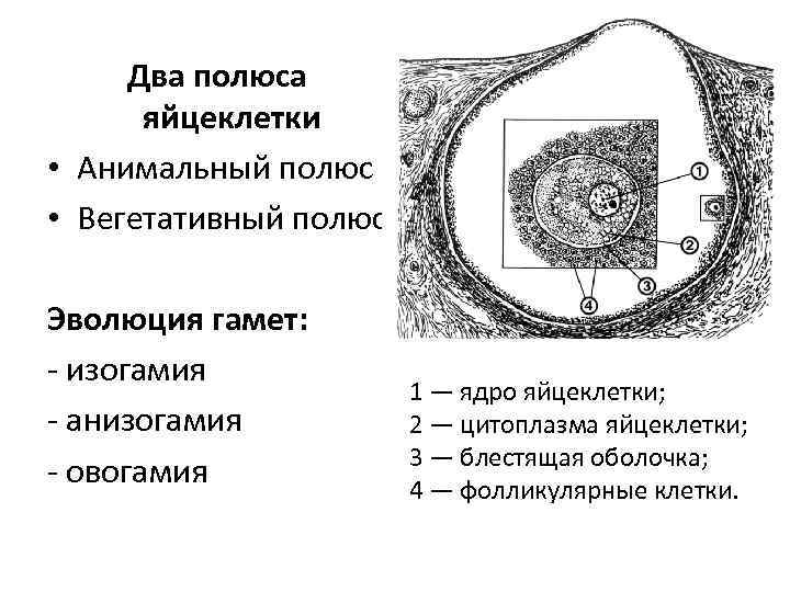 Два полюса яйцеклетки • Анимальный полюс • Вегетативный полюс Эволюция гамет: - изогамия -