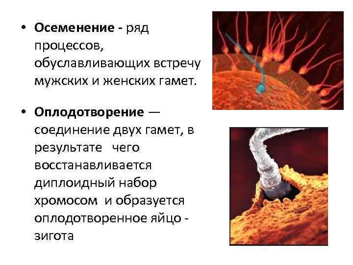  • Осеменение - ряд процессов, обуславливающих встречу мужских и женских гамет. • Оплодотворение