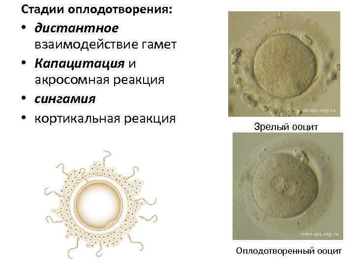 4 стадии оплодотворения