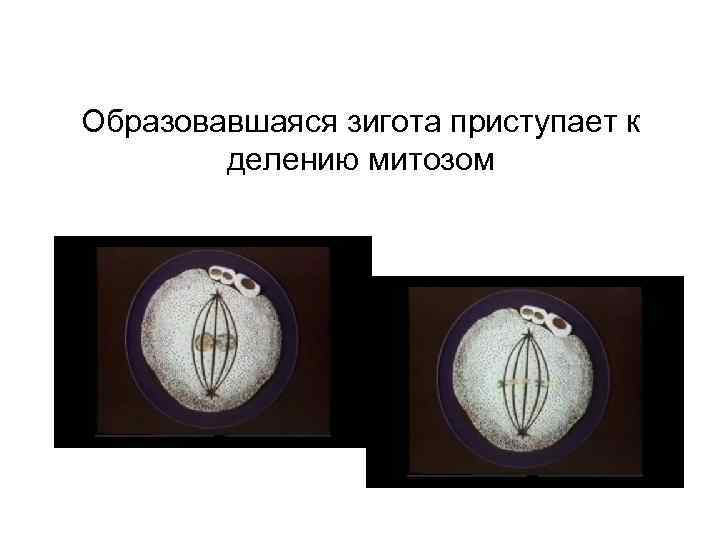Образовавшаяся зигота приступает к делению митозом 