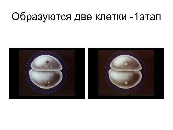 Образуются две клетки -1 этап 