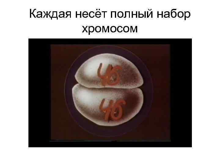 Каждая несёт полный набор хромосом 