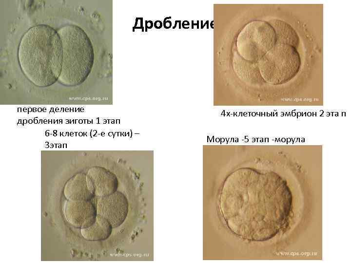 Дробление первое деление дробления зиготы 1 этап 6 -8 клеток (2 -е сутки) –