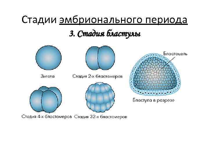 Онтогенез эмбриональное развитие презентация 10 класс профильный уровень