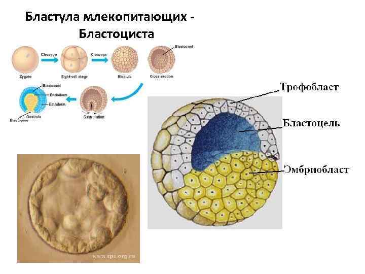 Зародыш на стадии бластулы имеет