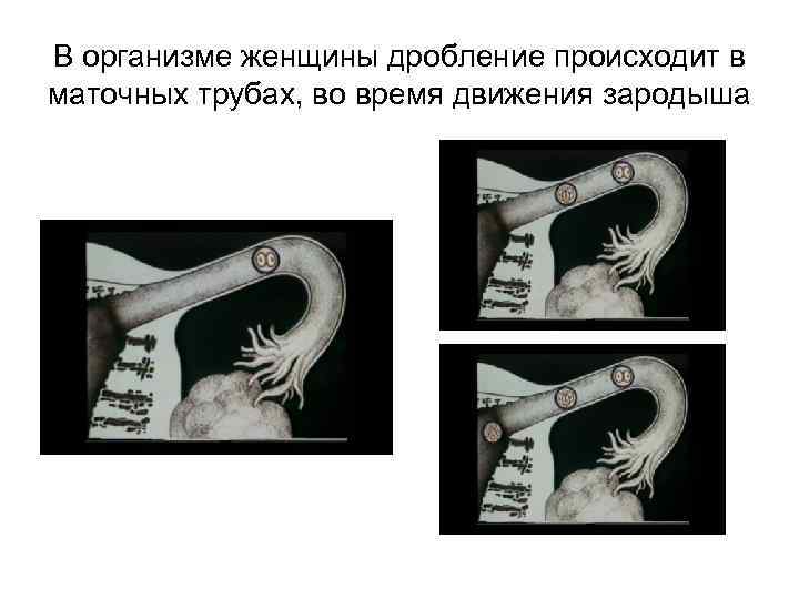 В организме женщины дробление происходит в маточных трубах, во время движения зародыша 