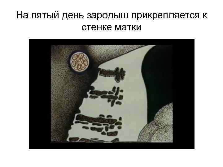 На пятый день зародыш прикрепляется к стенке матки 