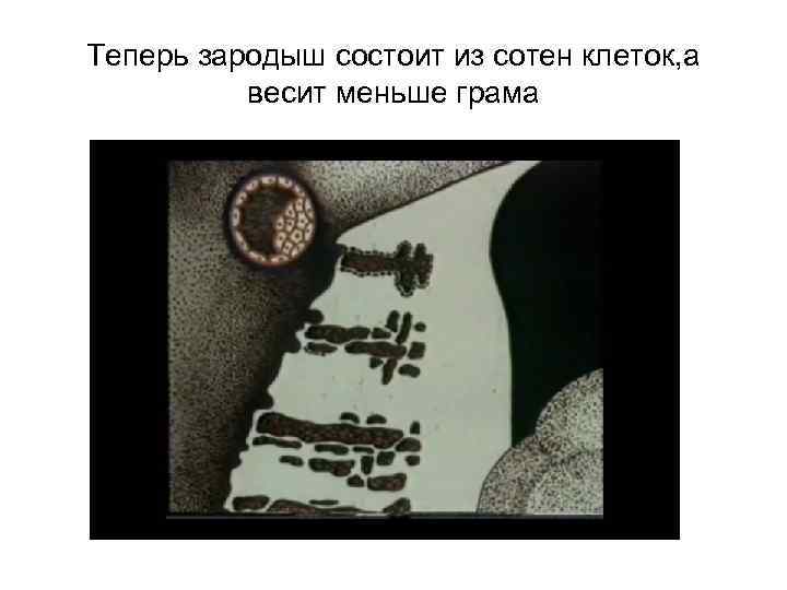Теперь зародыш состоит из сотен клеток, а весит меньше грама 