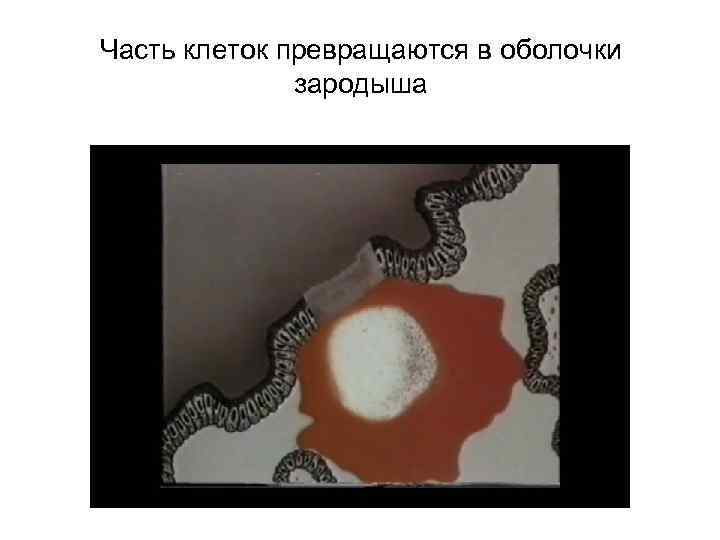 Часть клеток превращаются в оболочки зародыша 