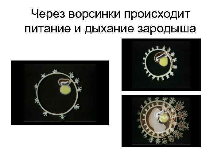 Через ворсинки происходит питание и дыхание зародыша 