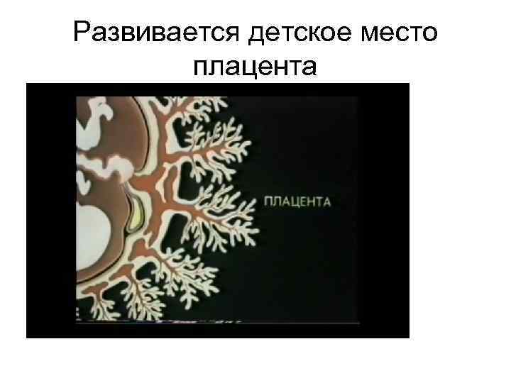 Развивается детское место плацента 