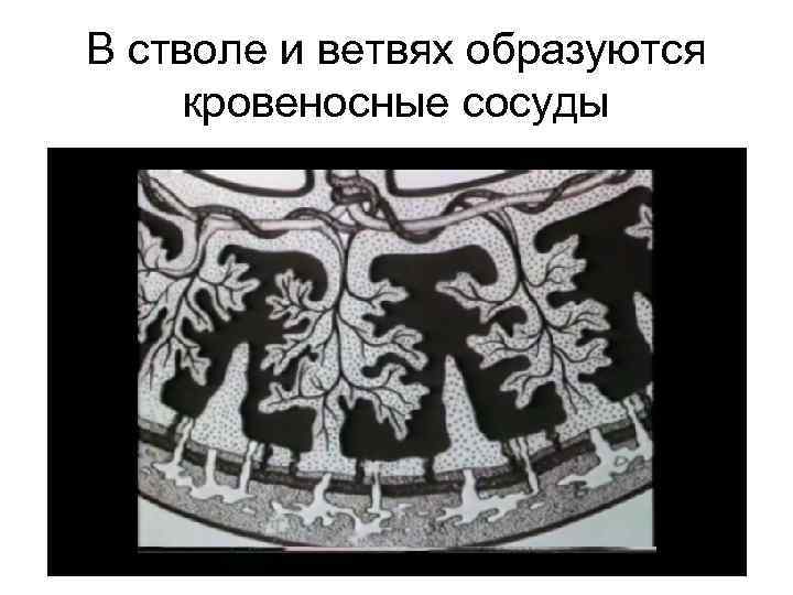 В стволе и ветвях образуются кровеносные сосуды 
