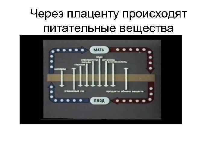 Через плаценту происходят питательные вещества 