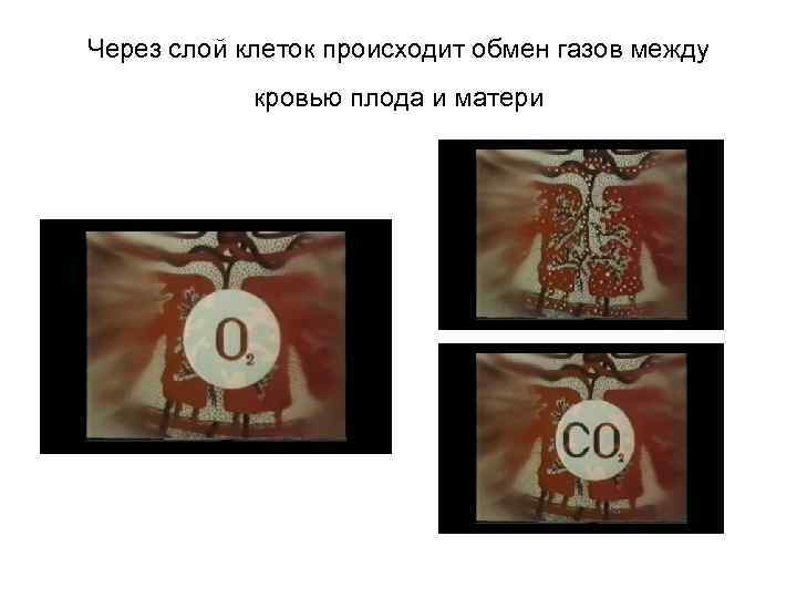 Через слой клеток происходит обмен газов между кровью плода и матери 
