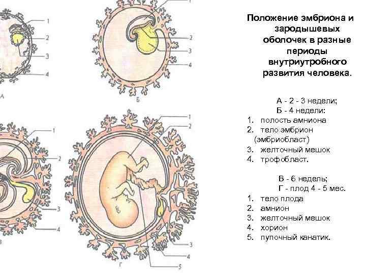 Эмбриональное развитие строение. Амнион желточный мешок аллантоис хорион и плацента. Схема внутриутробного развития ребенка. Периоды развития эмбриона этапы. Зародыш эмбрион плод стадии.
