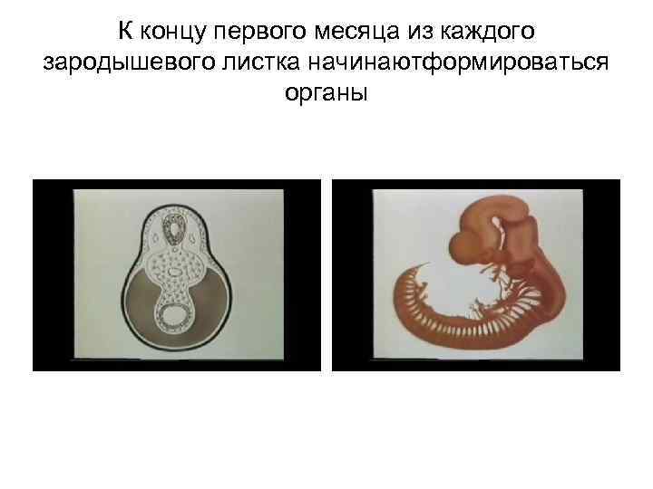 К концу первого месяца из каждого зародышевого листка начинаютформироваться органы 