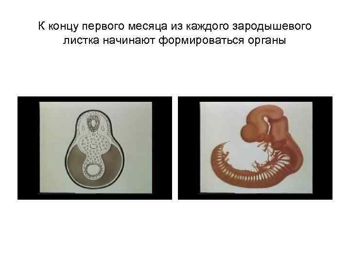 К концу первого месяца из каждого зародышевого листка начинают формироваться органы 
