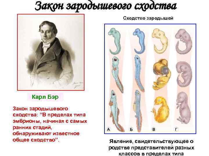Закон зародышевого сходства Сходство зародышей Карл Бэр Закон зародышевого сходства: ”В пределах типа эмбрионы,