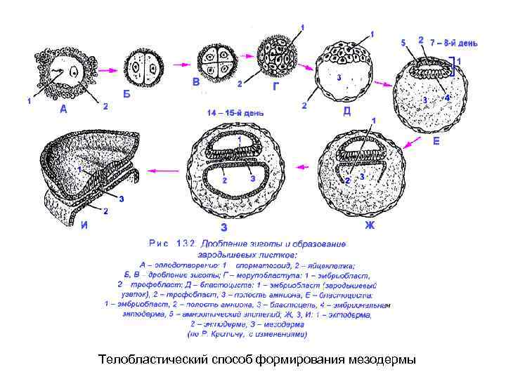 Дробление это образование. Схема дробления зиготы человека. Рисунок стадии дробления зиготы. Схема образования зиготы. Схема дробления зиготы млекопитающих.