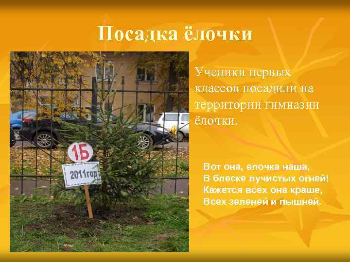 Посадка ёлочки n Ученики первых классов посадили на территории гимназии ёлочки. Вот она, елочка