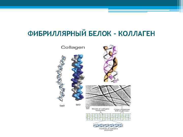 ФИБРИЛЛЯРНЫЙ БЕЛОК - КОЛЛАГЕН 