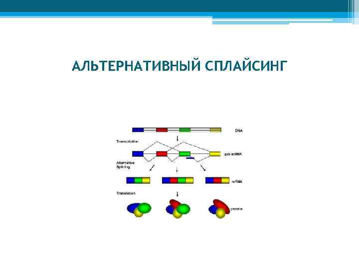 Сплайсинг рнк у эукариот. Подпишите элементы на схеме альтернативного сплайсинга:. Схема альтернативного сплайсинга белка. Альтернативный сплайсинг белка. Альтернативный сплайсинг схема белок а.